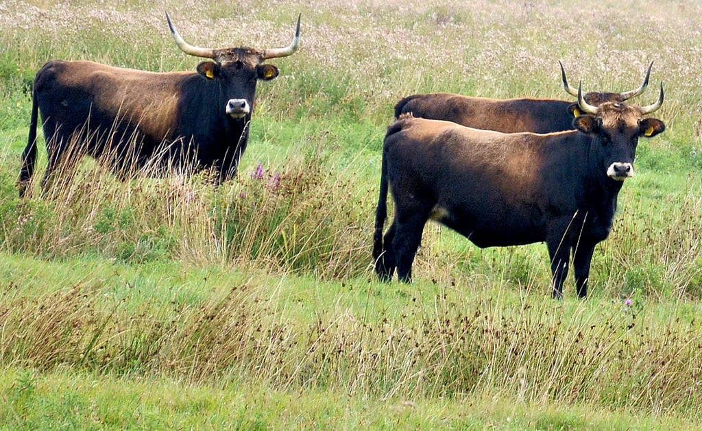 Seltene Heckrinder eines regionalen Landwirtes weiden das ganze Jahr über auf der 20 Hektar großen Wiese bei Röwitz. Um die Wasserversorgung ganzjährig abzusichern, wurde im alten Melkstand eine beheizbare Wassertränke eingebaut.