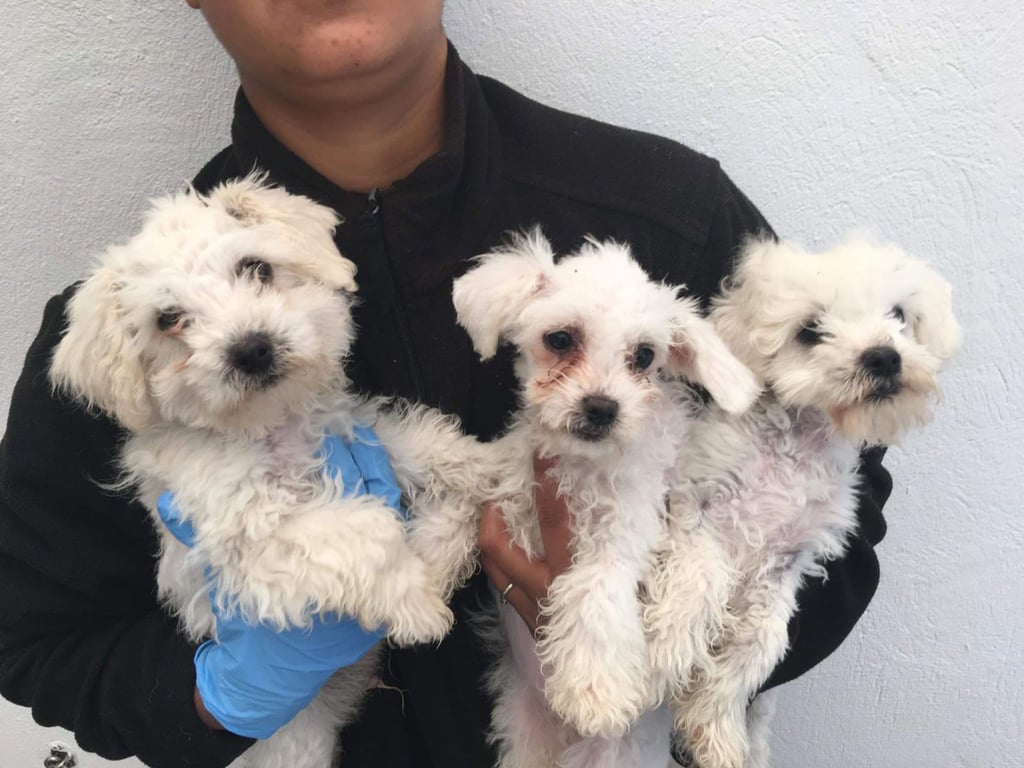 Grausames Geschäft mit Hundebabys: Nach einer erheblichen Zunahme an Tierwohlverletzungen bei importierten Welpen will die britische Regierung die Regeln verschärfen.