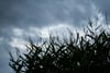 Mais weht vor dunklen Wolken im Wind. Vor allem in den östlichen Bundesländern kann es zum Wochenstart teils sehr regnerisch werden.