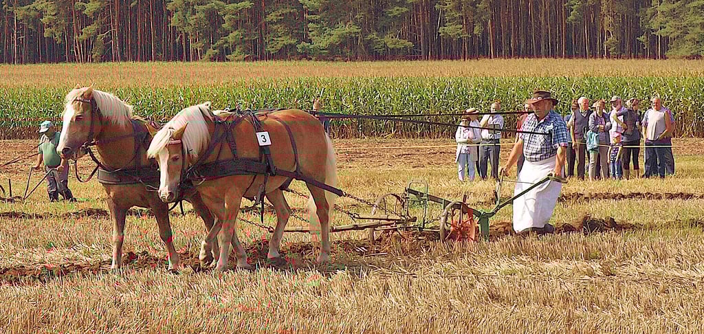 Der Brunauer Walter Heuer hatte wie immer den Hut als Veranstalter auf und lenkte seine Hafflinger-Wallache Stern und Satan mit den Zügeln über der Schulter, während er beide Hände am Sackpflug hatte.