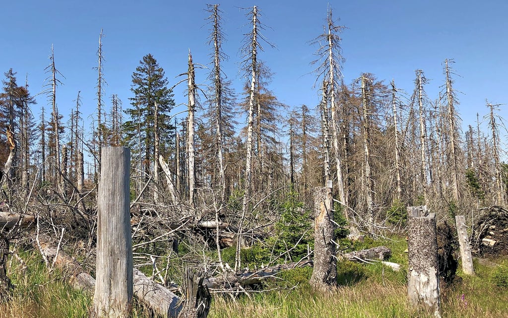Im Nationalpark Harz soll die Natur nach großen Schäden vielerorts ihren eigenen Weg gehen.