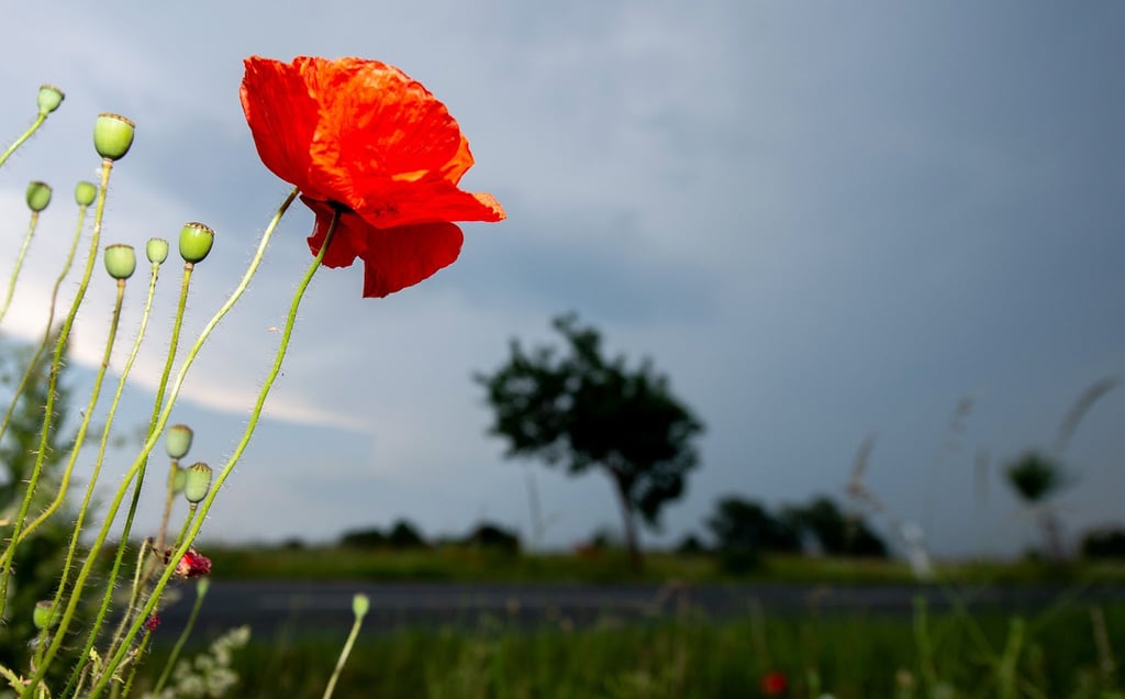 Dunkle Wolken ziehen hinter Mohnblumen auf.