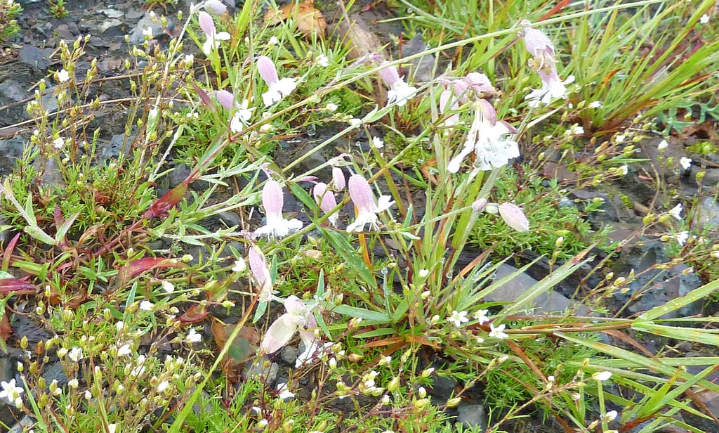 Kupferblümchen (Galmei-Frühlingsmiere) und Taubenkropf-Leimkraut sind die typischen Pflanzen des Silberkulks bei Tanne im Oberharz.