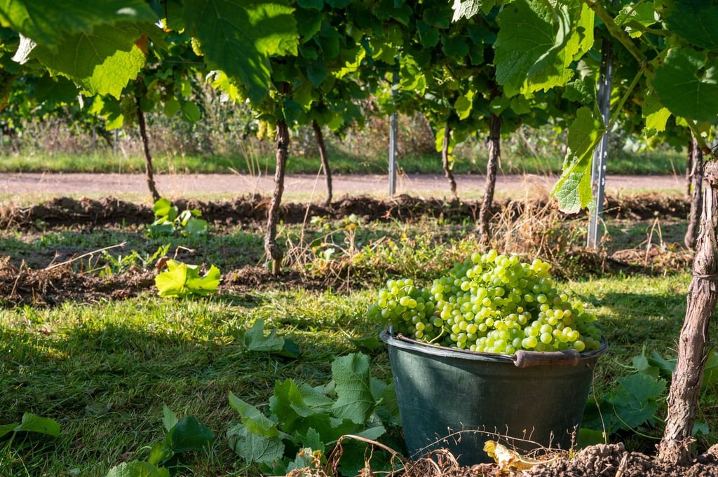 Ein Eimer mit frisch abgeschnittenen Trauben steht in einem Weinberg.