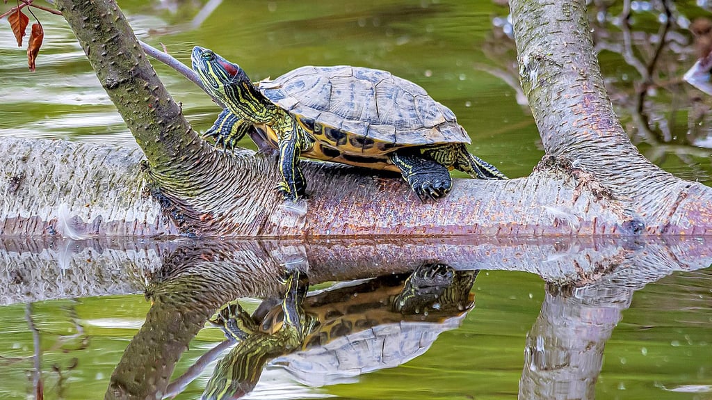 Otto, die ausgebüxte Schildkröte am Forellenteich in Ilsenburg, sucht sich auf einem umgestürzten Baum sehr gern ein Plätzchen zum Sonnen. Ihre ganz private Sonnenbank soll vor dem Stadtfest allerdings beräumt werden.