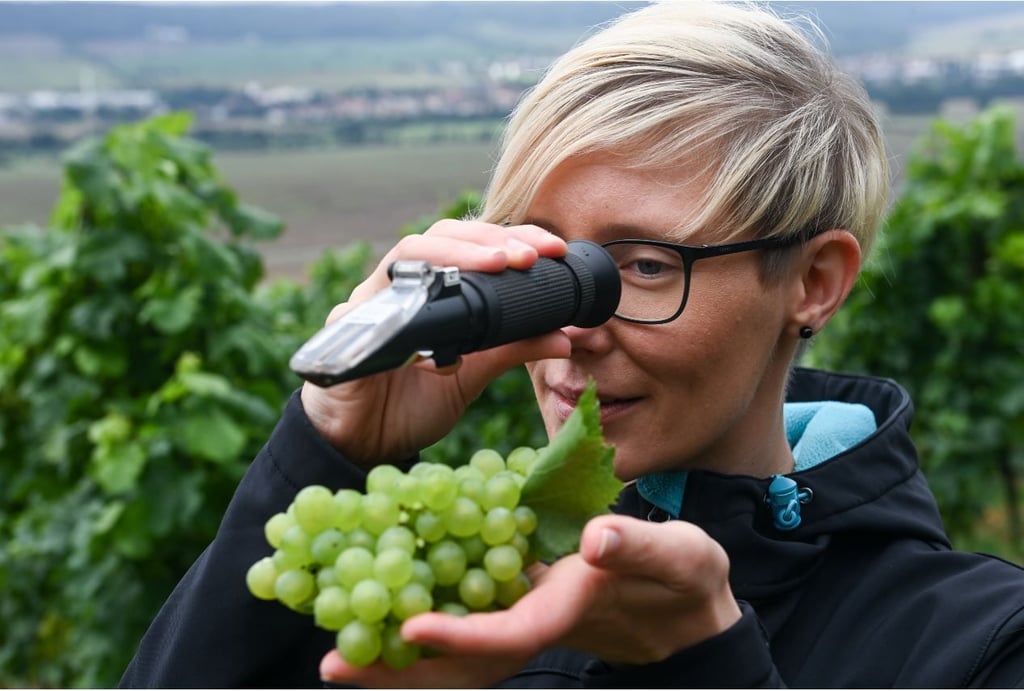 Kathleen Romberg, Kellermeisterin der Winzervereinigung Freyburg, prüft im Rahmen der Bonitur den Oechsle-Grad der Müller-Thurgau Trauben im Dorndorfer Rappental.