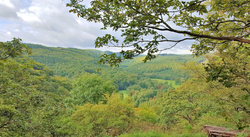 Blick ins Selketal vom Alten Falkenstein.