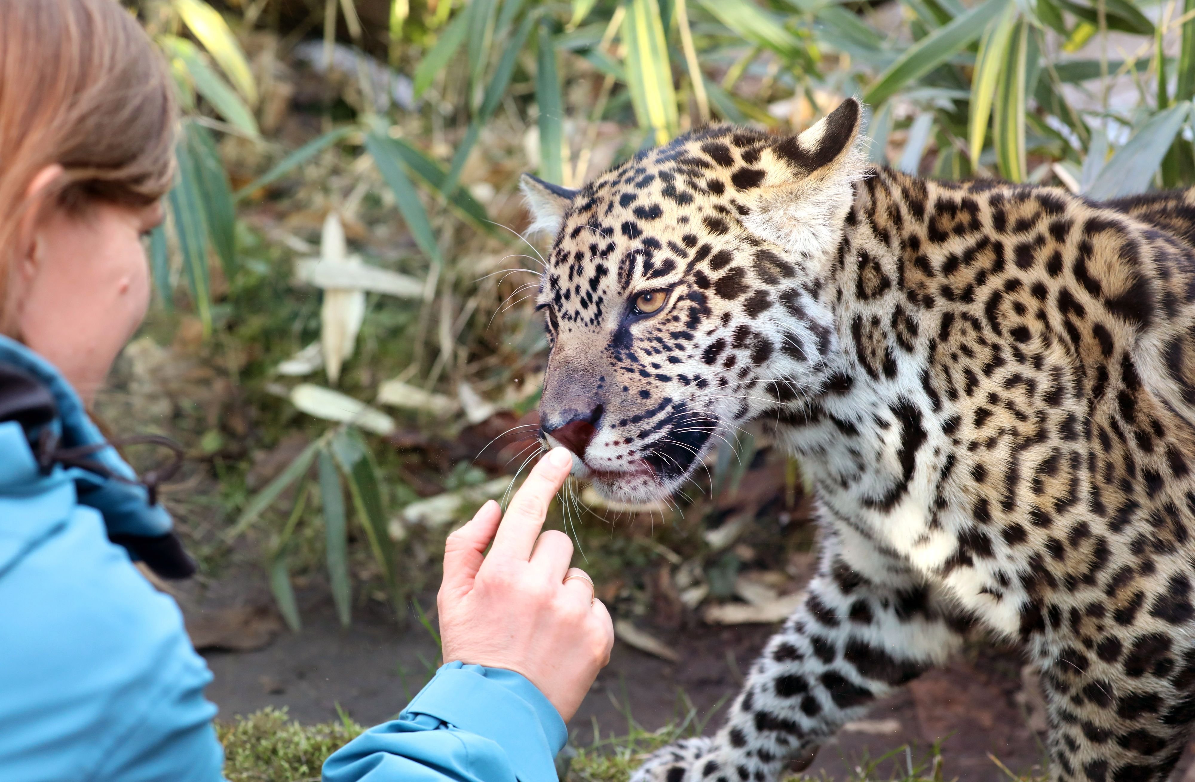 Im Burgenlandkreis wurde eine Frau von einem Leoparden verletzt - Symbolbild