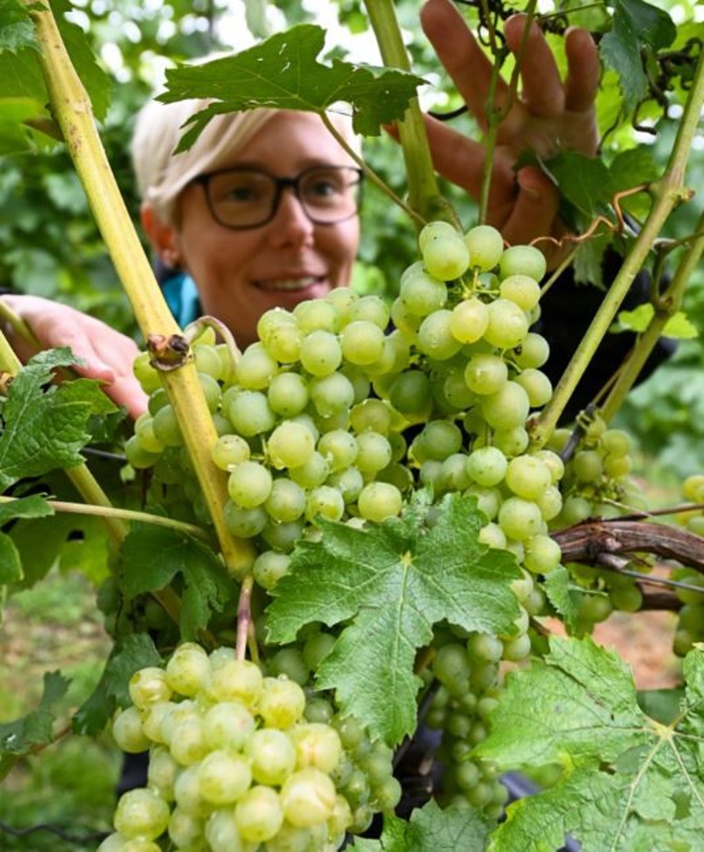 Kathleen Romberg, Kellermeisterin der Winzervereinigung Freyburg, prüft Weinstöcke der Rebsorte Müller-Thurgau im Dorndorfer Rappental.