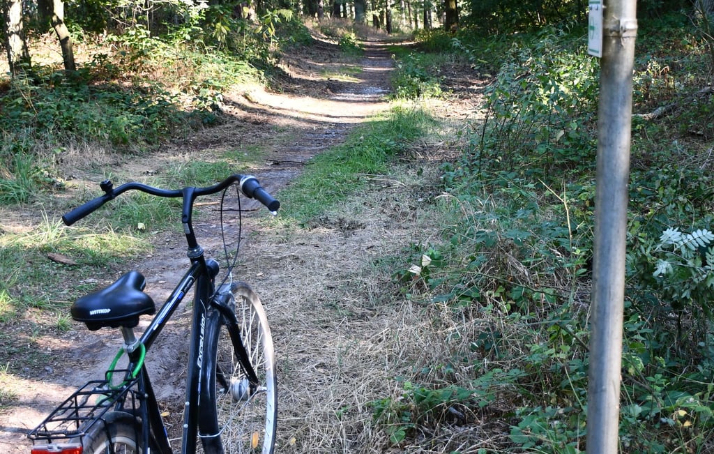 Dieser unscheinbare Waldweg führt direkt zum Arendsee.