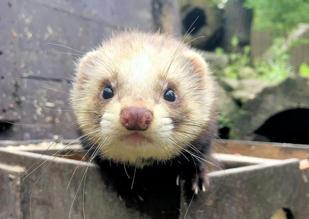 Dieses Frettchen gehört zu den Bewohnern des Tiergartens in Halberstadt.