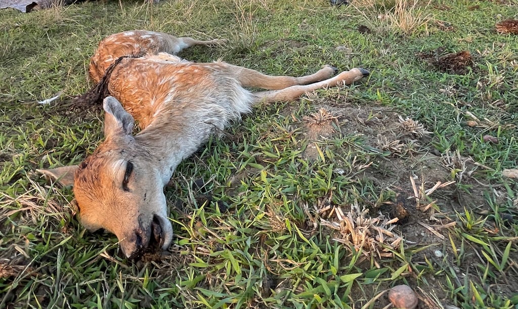 Das gerissene Kalb war nur sechs Wochen alt.