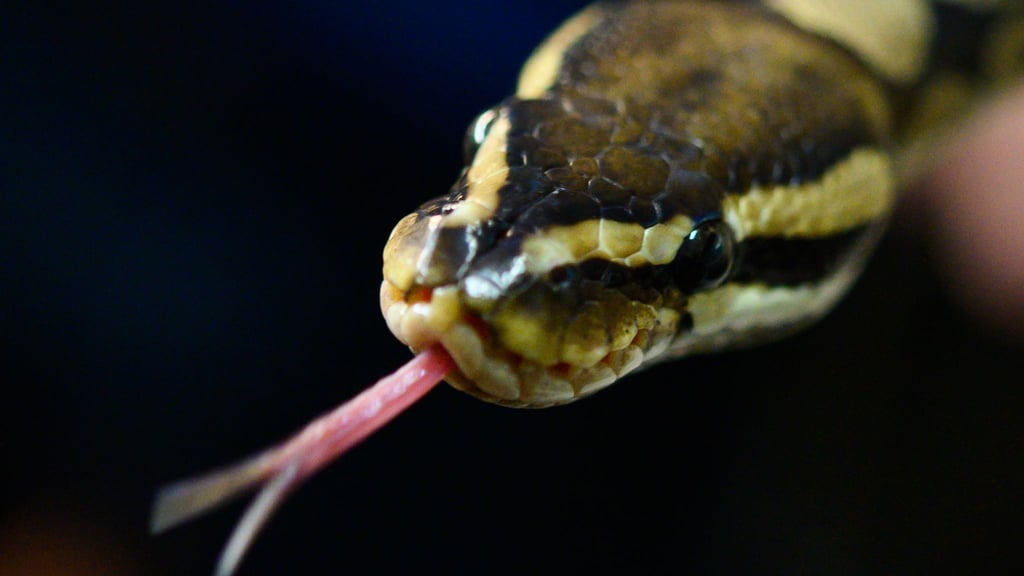 Immer wieder kommt es in Sachsen-Anhalt zu Vorfällen mit privat gehaltenen Wildtieren.&nbsp;