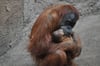 Orang-Utan-Mutter Raja hält im Leipziger Zoo ihr neugeborenes Kind in den Armen.