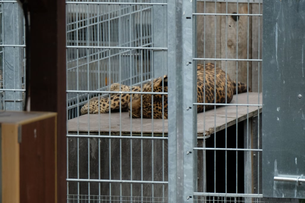In Großwangen hält eine Frau auf einem Gnadenhof unter anderem zwei Leoparden.