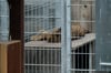 In Großwangen hält eine Frau auf einem Gnadenhof unter anderem zwei Leoparden.