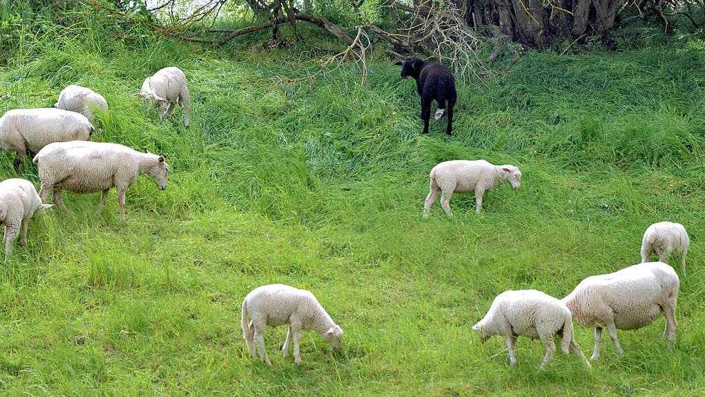 Die Dauergrünflächen an der Ruine Nordhusen werden traditonell landwirtschaftlich genutzt - als Weideflächen für die Schafe. Das passt einigen Hundisburgern nicht.