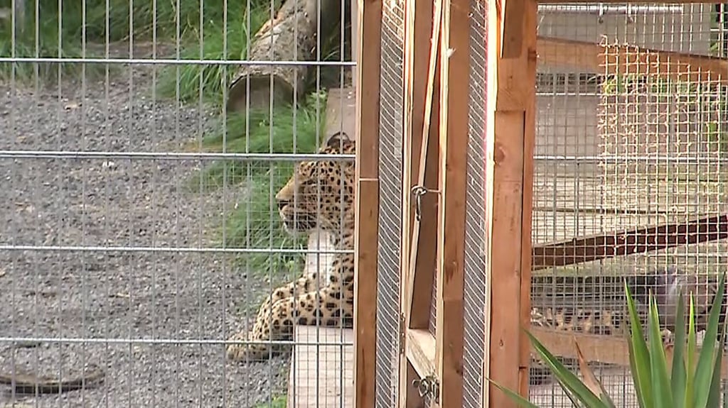 Eine 36 Jahre alte Frau ist bei Fotoaufnahmen in einem Gehege eines Leoparden von dem Tier gebissen und schwer verletzt worden.