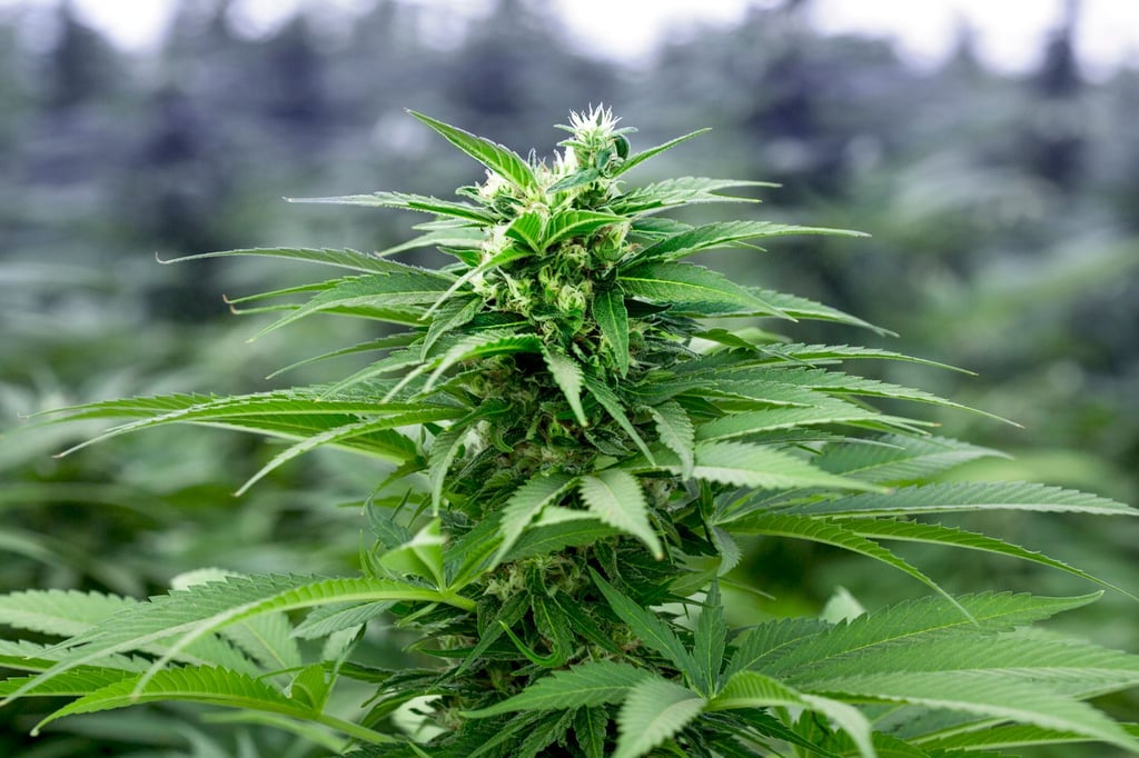 Symbolfoto - Cannabis-Pflanze