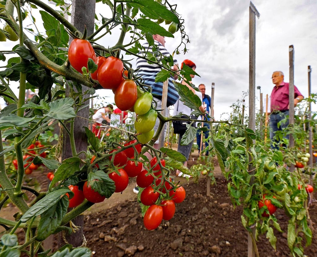 Am 11. September gibt es den 10. Ascherslebener Tomatentag.