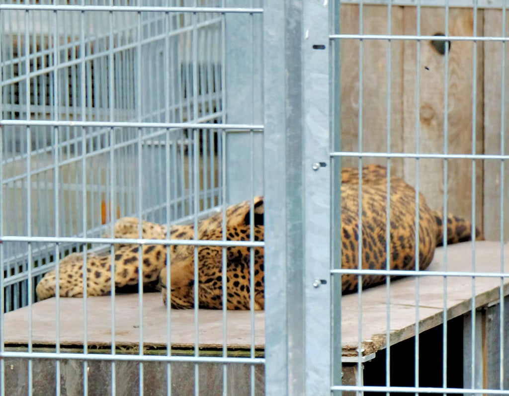 Ein Leopard döst in seinem Gehege in der Anlage in Großwangen.