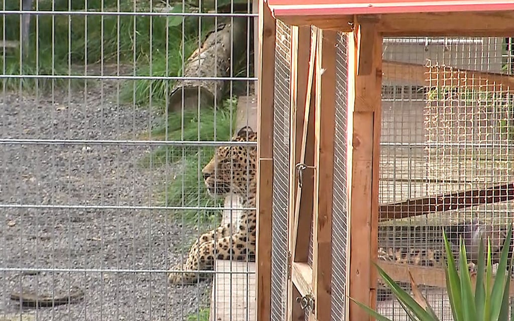 Auf dem Gnadenhof in Großwangen leben zwei Leoparden.