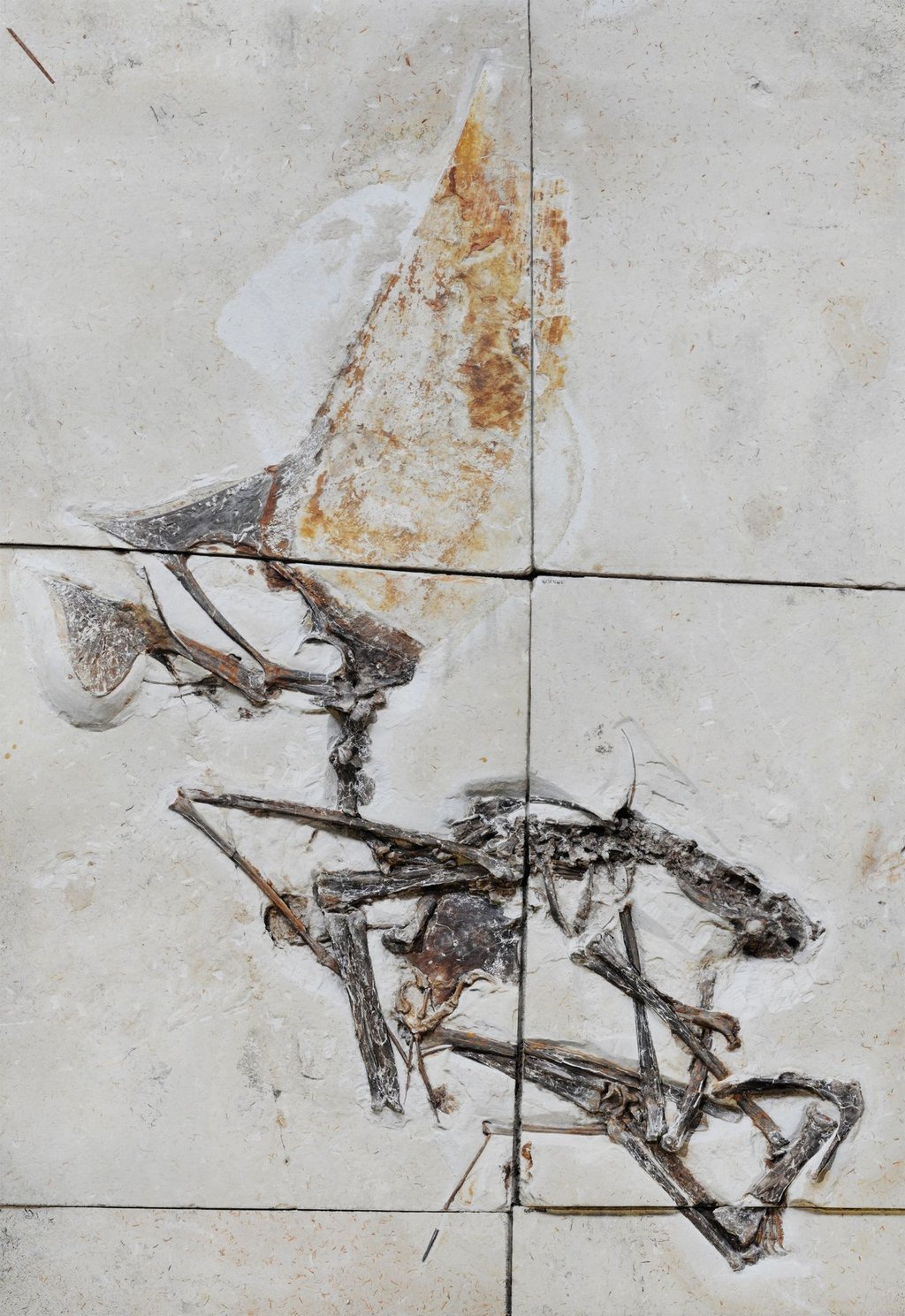 Das Fossil des Pterosauriers der Art Tupandactylus navigans.