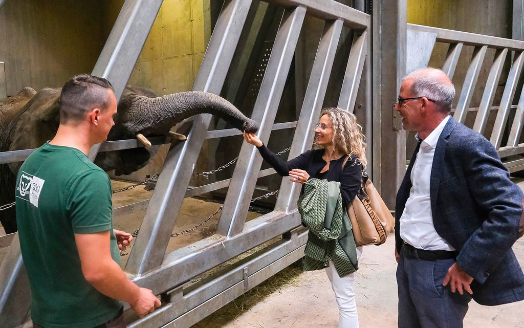 Seit zehn Jahren pflegt der Bauverein Halle und Leuna eine Patenschaft über die Elefanten im Bergzoo. Zur Erneuerung der Zusammenarbeit füttern Vorstand Guido Scharzendahl (r.) und Katrin Ahrens vom Bauverein den Dickhäuter Tamika mit Leckerli.