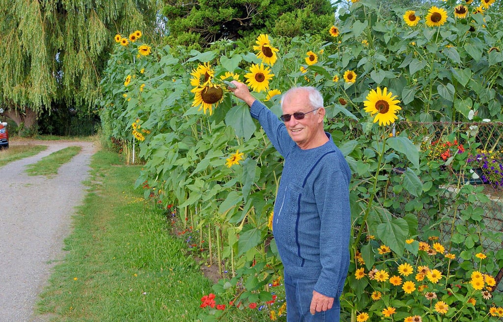 Dietmar Fleischer aus Stendal hat entlang seines Gartenzaunes einen abwechslungsreichen Blühstreifen angelegt, um etwas für die heimische Insektenwelt zu tun.