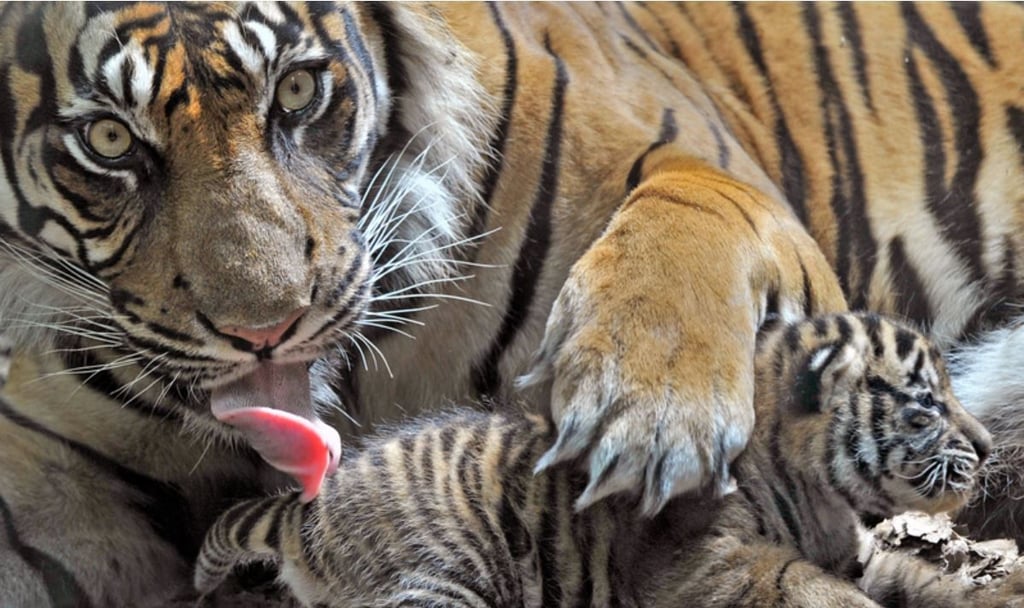 Sumatra-Tigerin "Malea" zeigt im Zoo von Frankfurt am Main ihren Nachwuchs. Drei seltene Sumatra-Tiger sind in Indonesien in einer Falle verendet. Die Kadaver der Raubkatzen - eine Tigermutter und ihre zwei Jungen - seien in der nördlichen Provinz Aceh in einer Drahtfalle entdeckt worden, sagte ein Sprecher der örtlichen Naturschutzbehörde am Freitag.