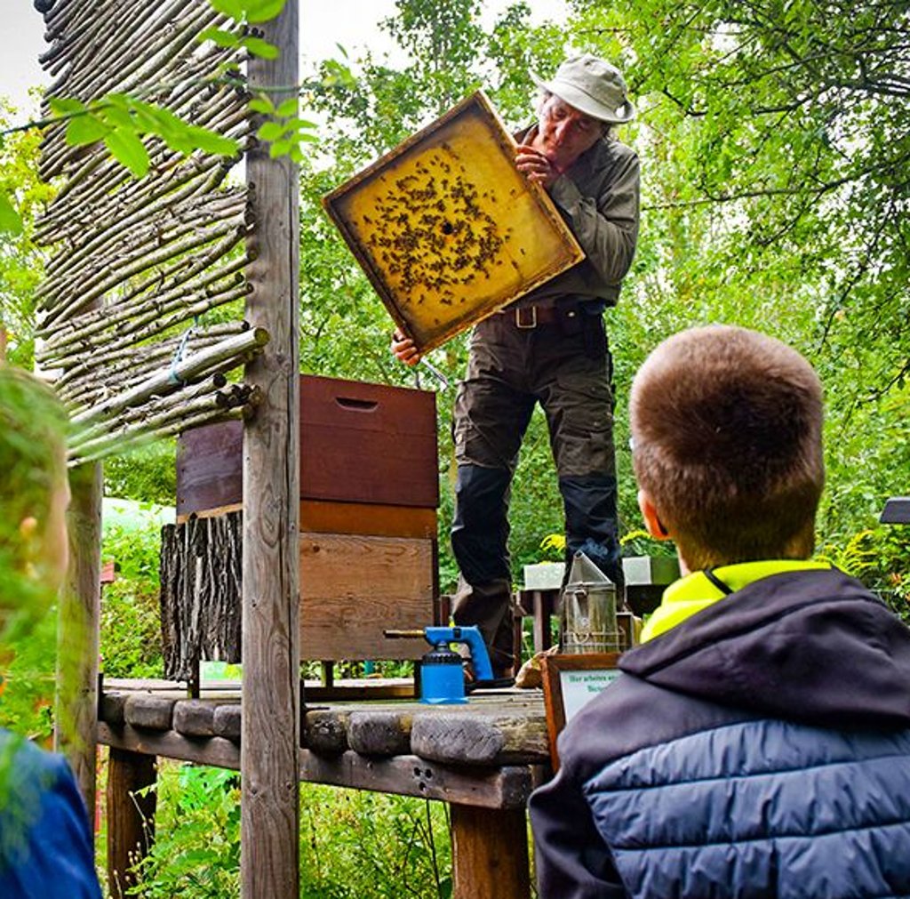 Bienen bei der Arbeit