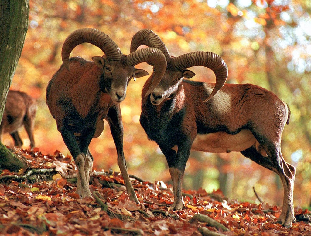 Das Mufflon steht im Oberharz kurz vor dem Aussterben. Nur noch im unteren Bodetal und im Selketal zwischen Ballenstedt und dem Falkenstein-Ortsteil Meisdorf sind die Wildschafe in der Region noch regelmäßig zu sehen.