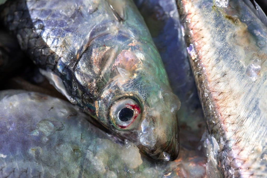 Frisch gefangene Heringe liegen in einer Fischkiste im Fischereihafen Freest in Mecklenburg-Vorpommern.