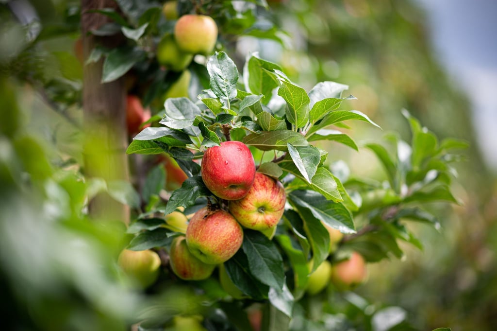 Äpfel hängen auf einem Obsthof im Alten Land am Baum.