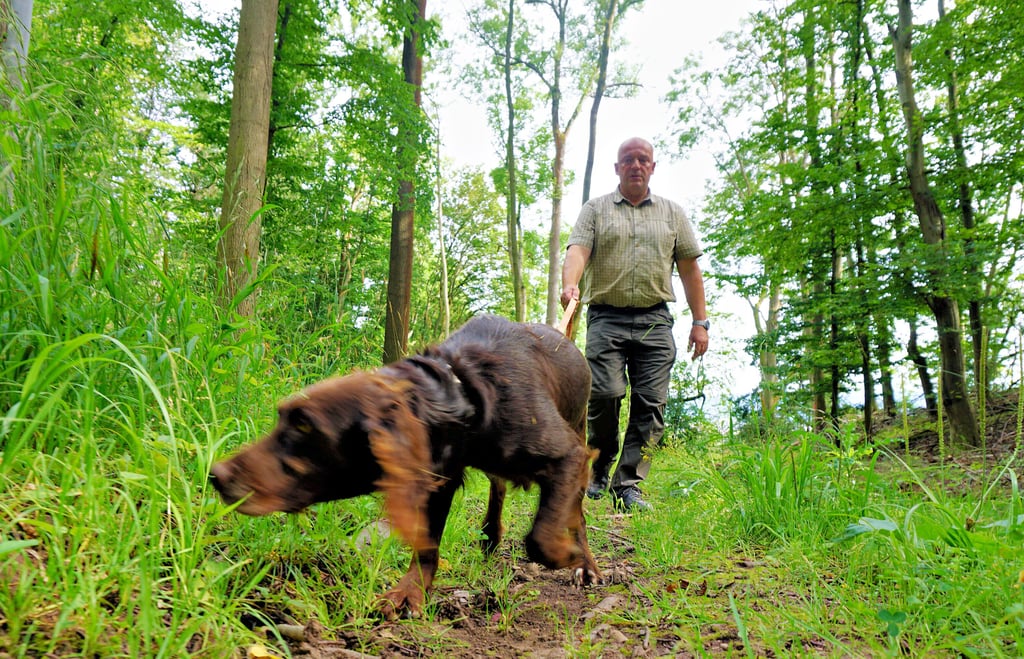 Übung macht den Meister: Spürhund Dora folgt auf Kommando von Jens Radtke einer Fährte. Die hat der Jäger zuvor mit Hirschblut gelegt.
