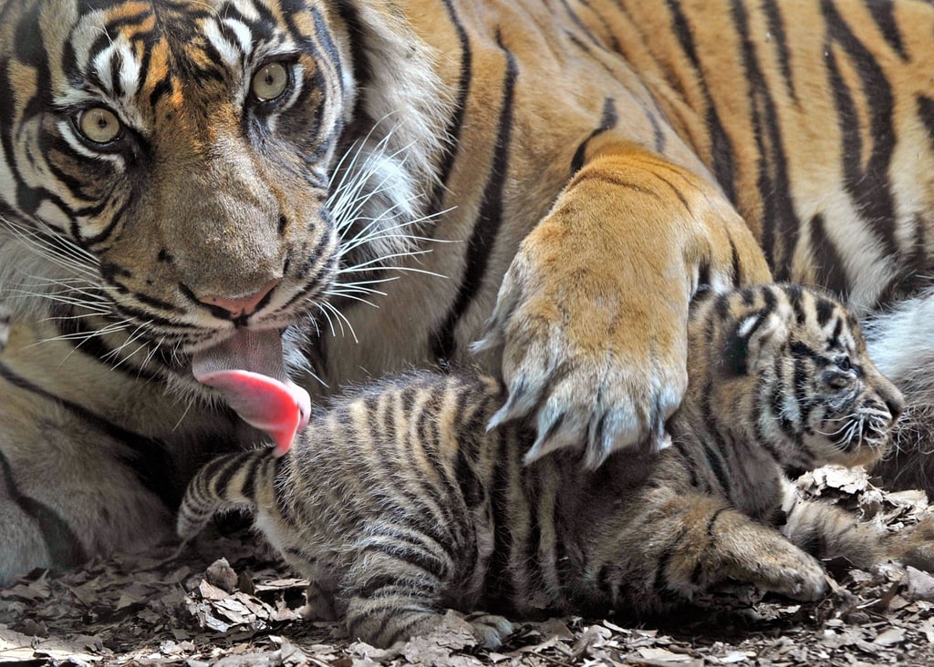 Eine Sumatra-Tigerin in einem Zoo in Deutschland (Symbolbild).
