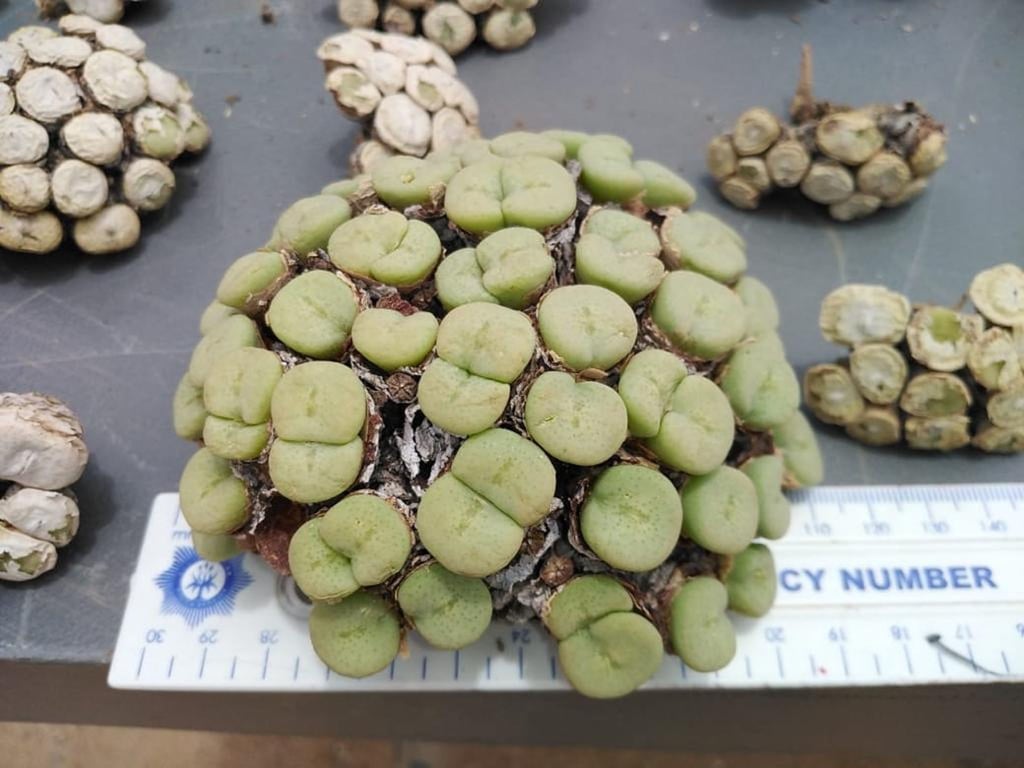 Von der Polizei in Südafrikas Northern Cape Provinz konfiszierte Pflanzen, die unter Naturschutz stehen.