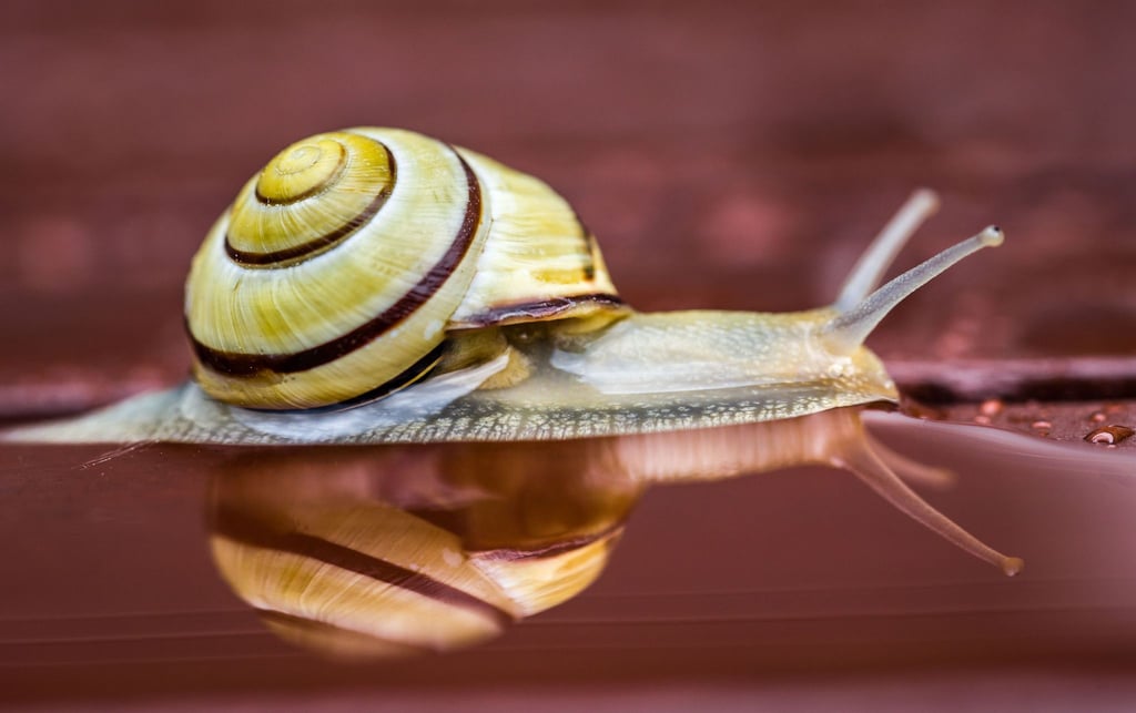 Eine kleine Schnecke bewegt sich nach einem Regenschauer über einen Holzboden in einem Garten und spiegelt sich dabei im Wasser.