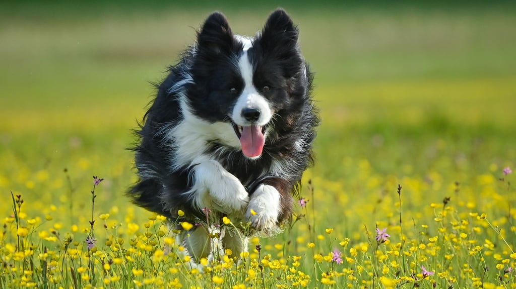 Ein verschwundener Hund hat in Frankreich selbstständig den Weg nach Hause gefunden (Symbolbild).