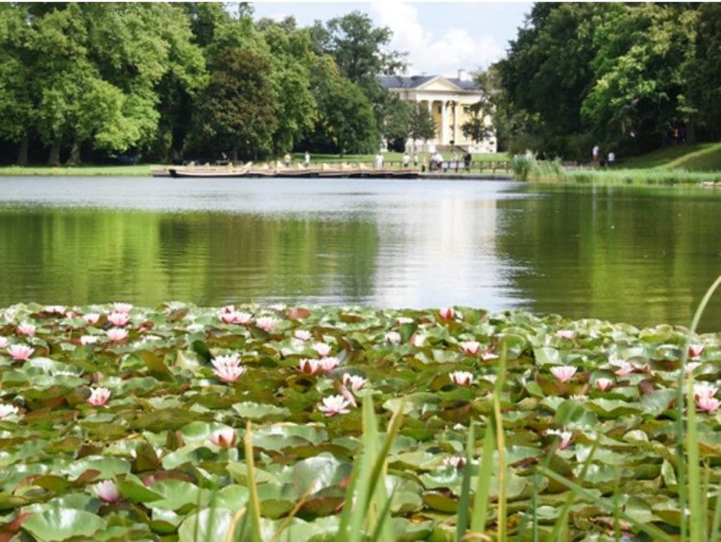 Seerosen blühen auf dem Wörlitzer See im Dessau-Wörlitzer Gartenreich vor dem Schloss.