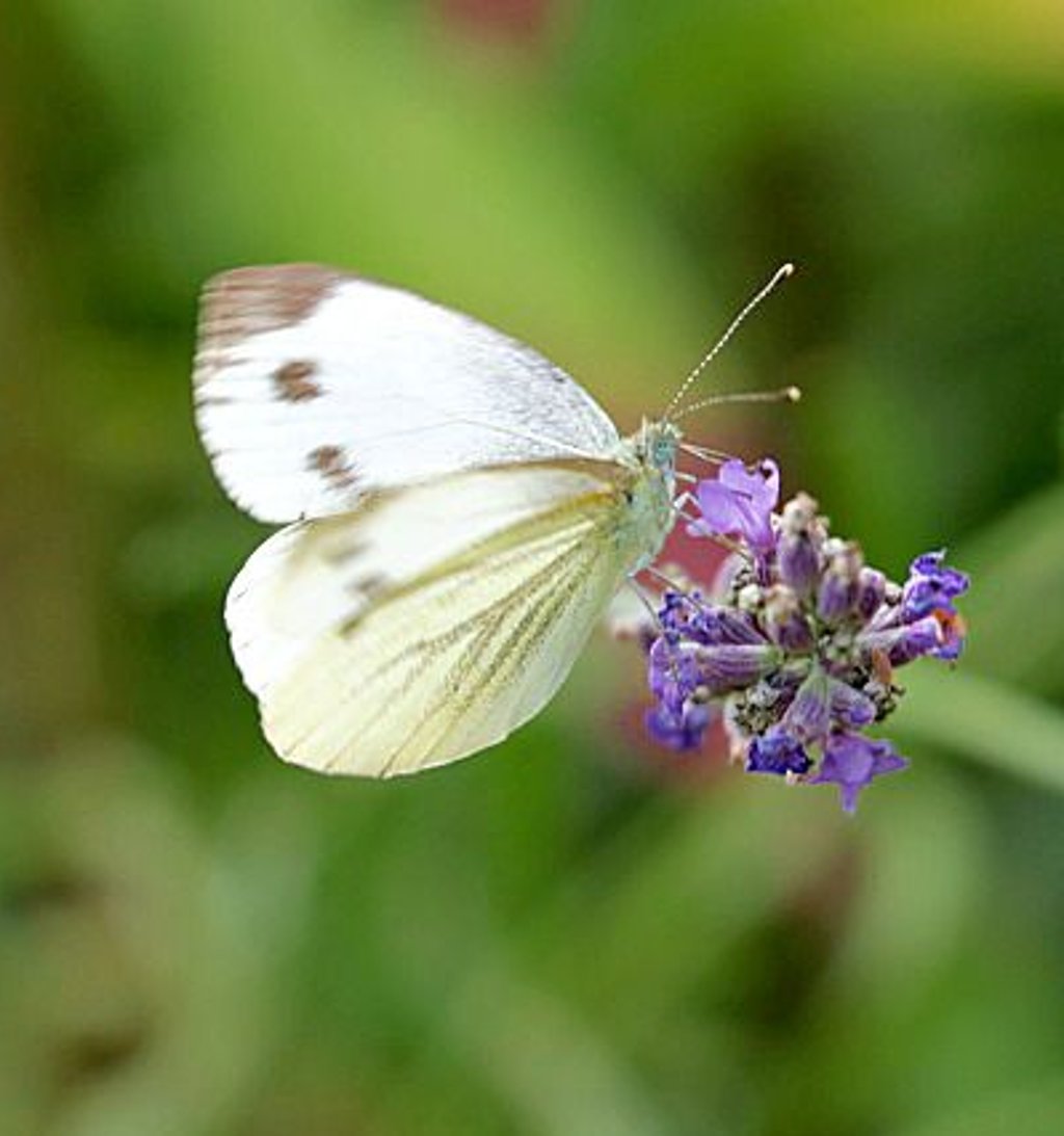 Zitronenfalter