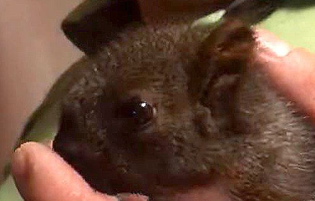 Zwei Babyeichhörnchen werden derzeit per Hand aufgezogen und sollen in zwei Wochen in ihr neues Zuhause im Schneidlinger Park umziehen.