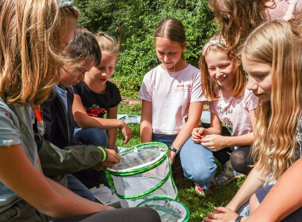 Die Kinder staunen über die Faltervielfalt, bevor sie die Insekten wieder fliegen lassen.