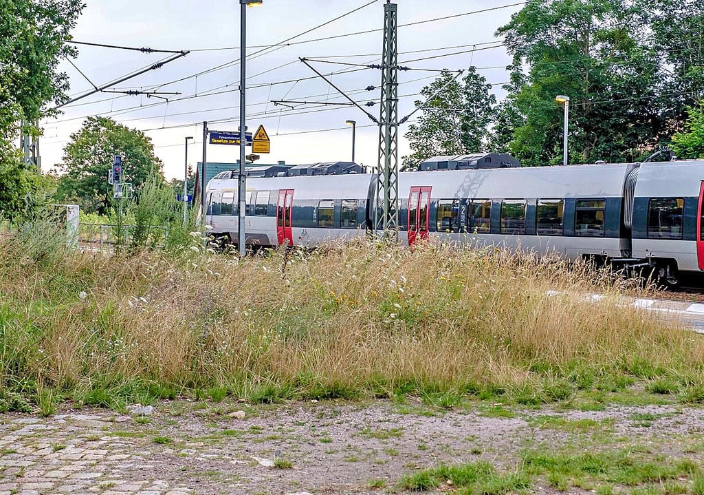 Das Umfeld und die Wege zu den Bahnsteigen sind stellenweise zugewuchert. Das Gras steht doch recht hoch.