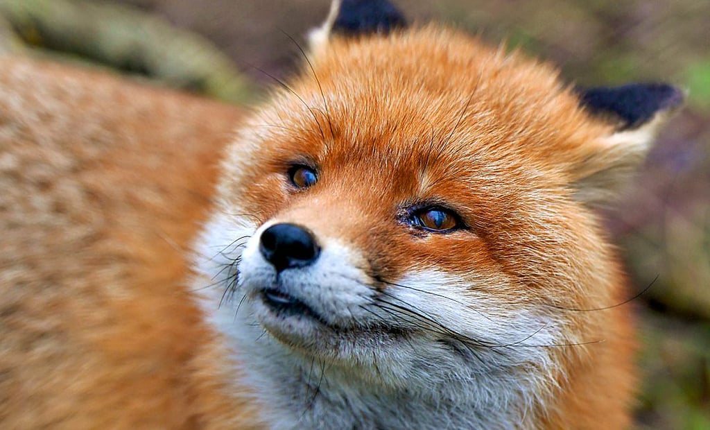 Ein Fuchs hat im Tiergarten in Stendal das letzte lebende Perlhuhn erlegt.