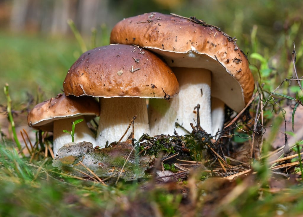 Drei Steinpilze wachsen eng beieinander. Experten erwarten in der kommenden Pilzsaison eine gute Ernte.