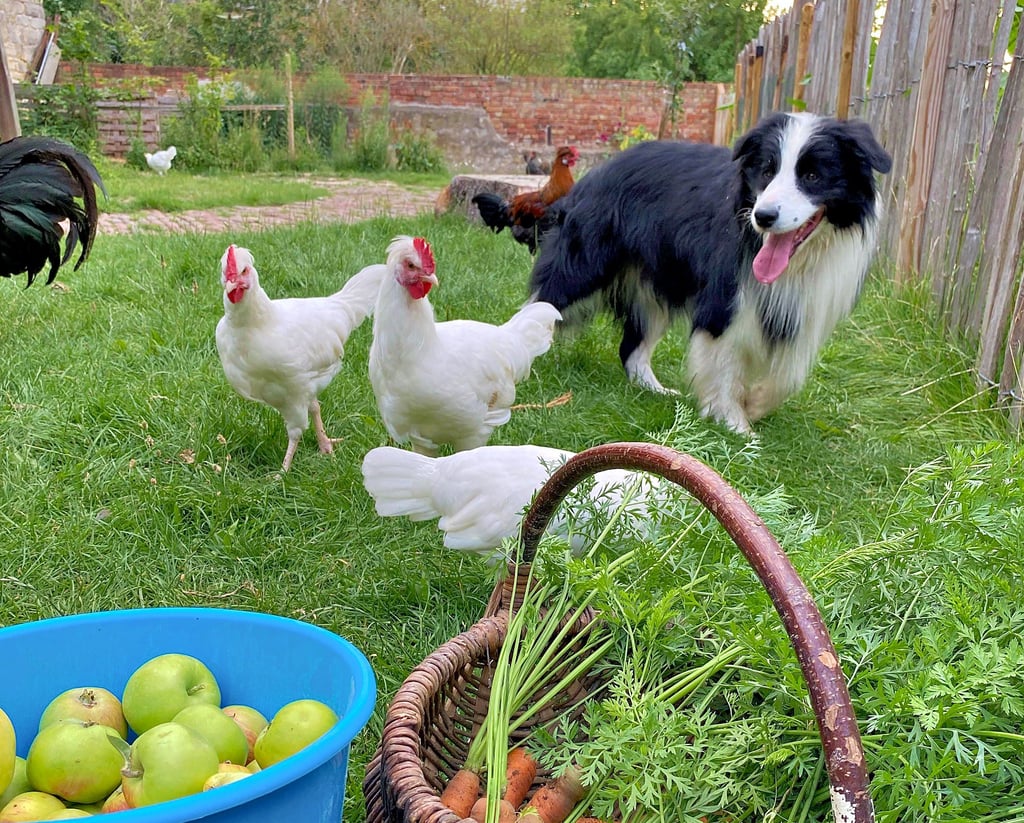 Hunde, Hühner, Garten - alles braucht noch Zuwendung bevor es in den Urlaub geht.
