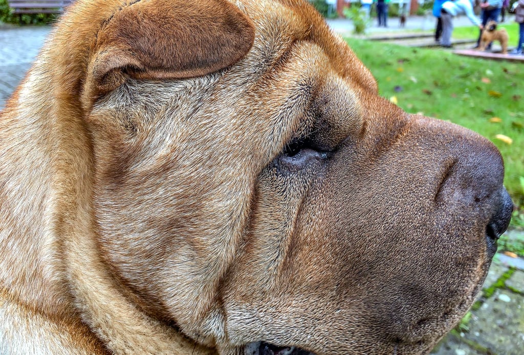 Shar-Pei-Rüde Alfie hat wie viele seiner Rasse die meisten Falten am Kopf.