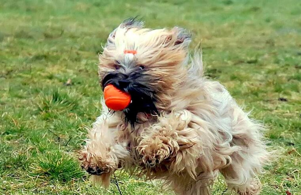 Hund