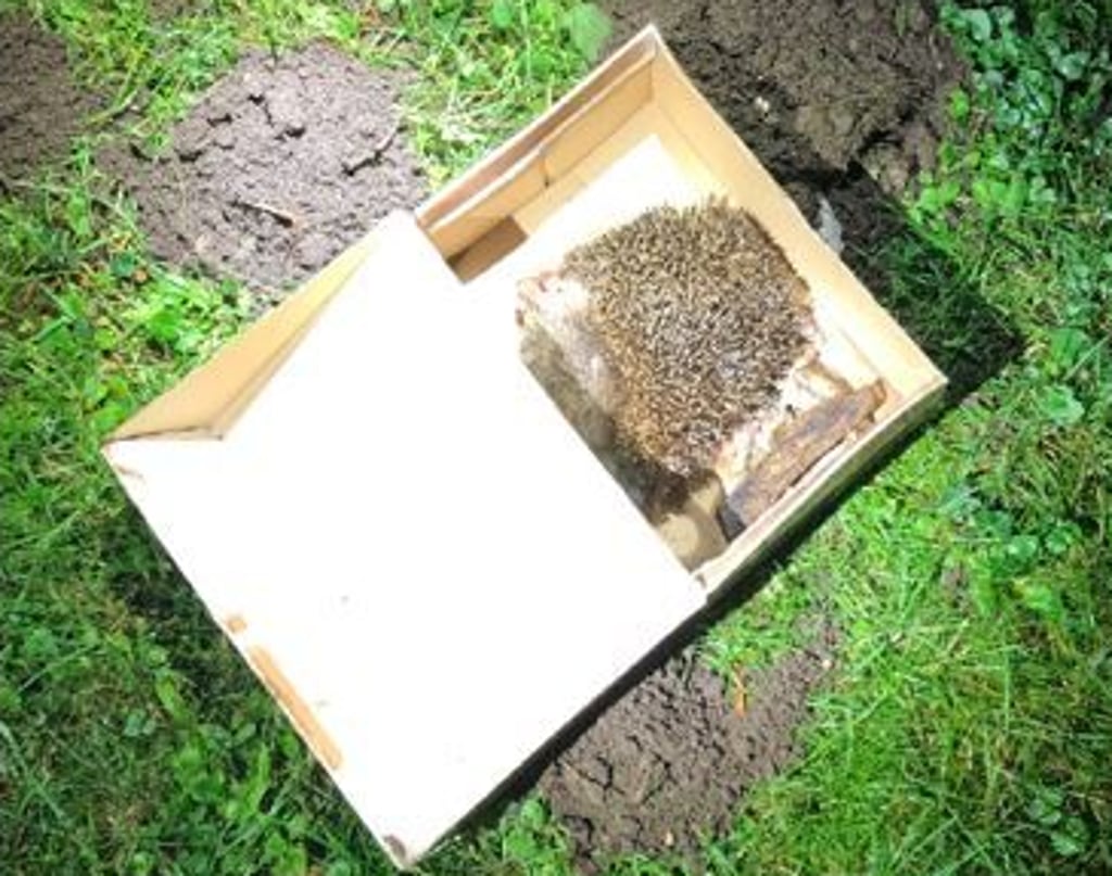 Ein Igel fand nun neben der Kirche seine letzte Ruhestätte.